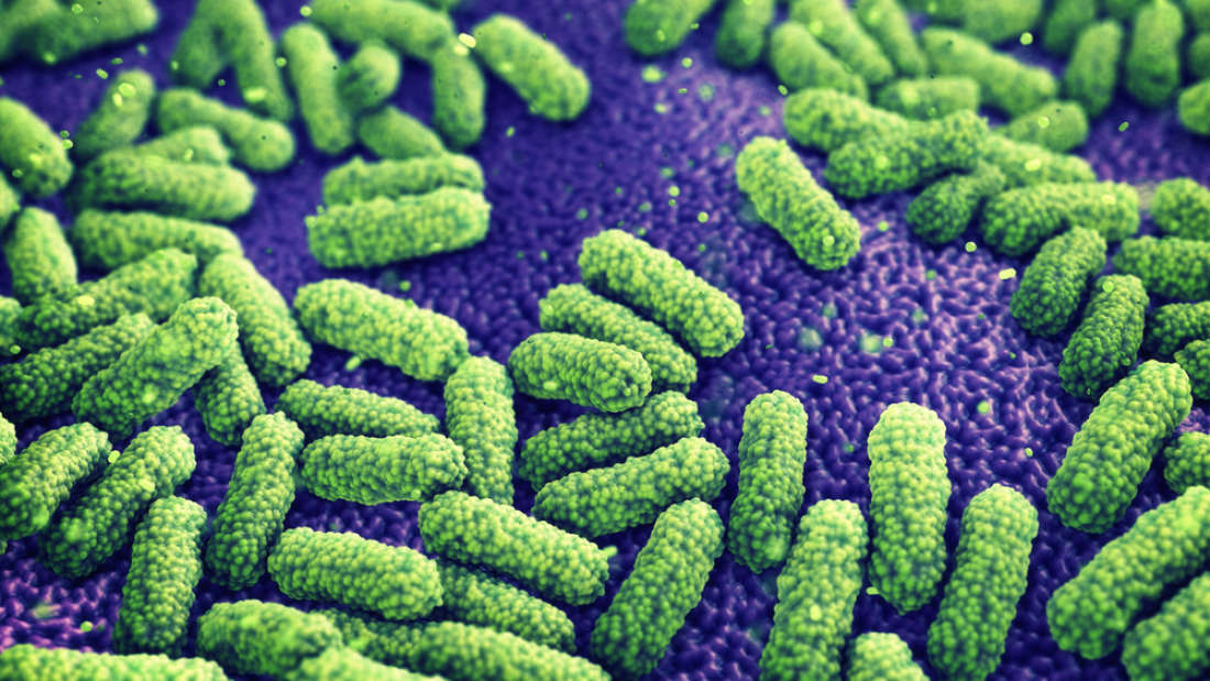 Гибриды бактерий. Зеленые бактерии. Микроорганизмы. Бактерии мелкие. Популяция бактерий.