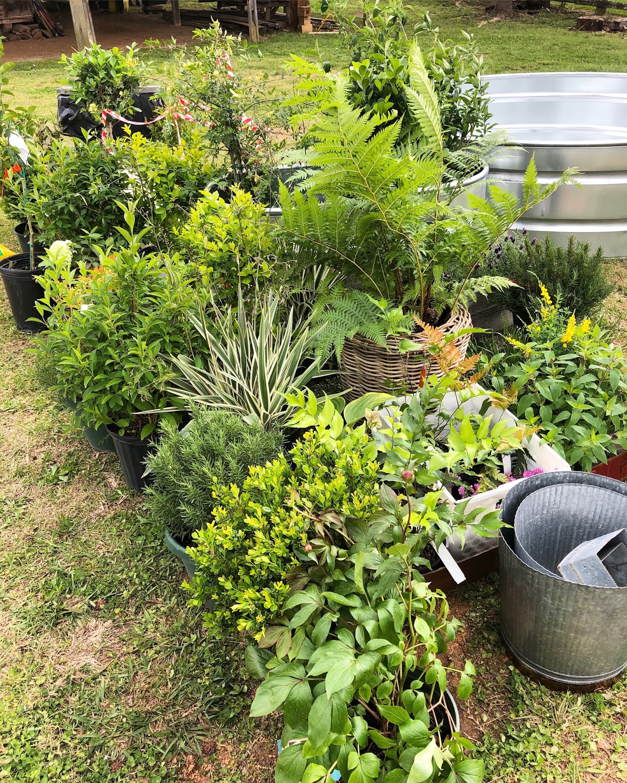 Craigslist Stillwater Farm And Garden