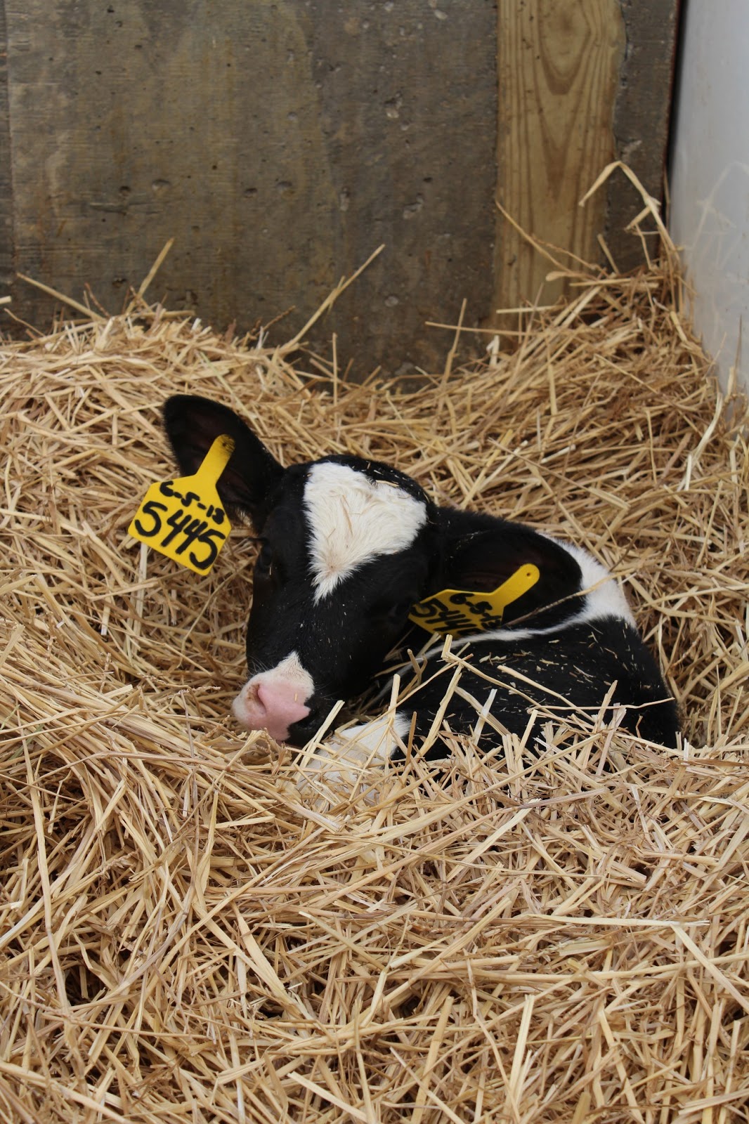 Reid Dairy Farm Tour Recap & A Giveaway!