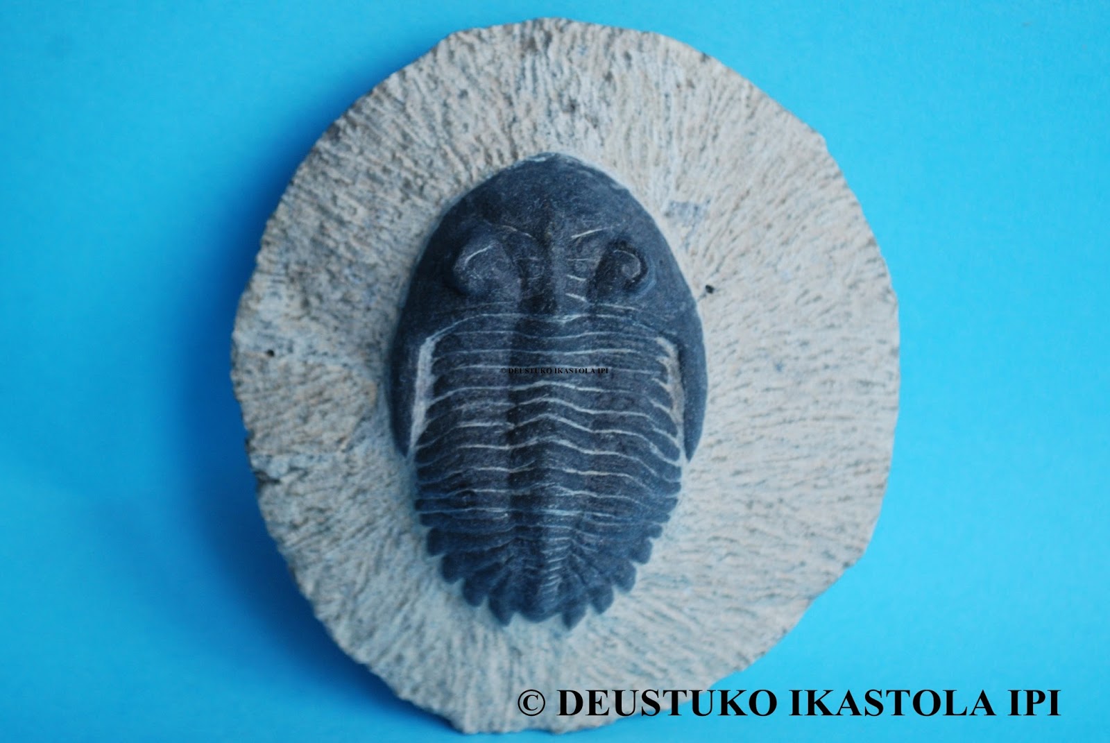NATURBILDUMA TRILOBITA