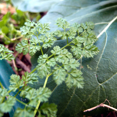 eight acres: how to grow and use chervil