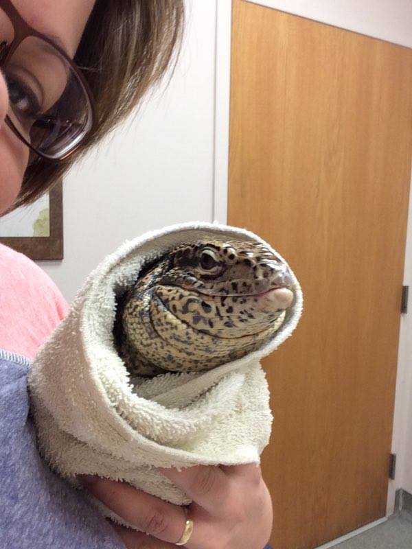 bearded-dragon-vet-checkup-cost-10.jpg bearded-dragon-vet-checkup-cost-10.jpg