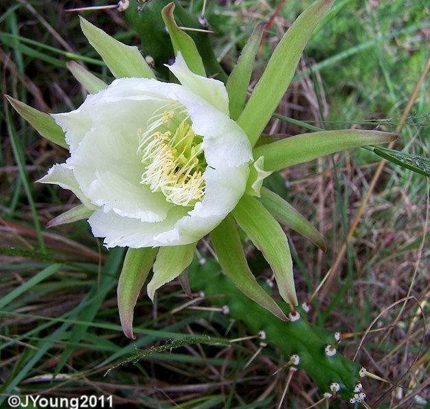 Natures World of Wonder Moon cactus (Harrisia martinii)