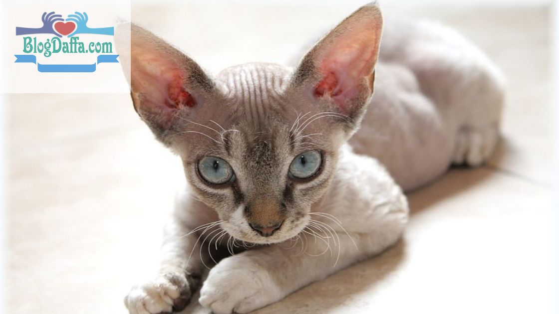 Devon Rex cat Kucing Devon Rex