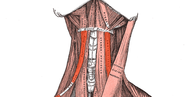 inflamacion musculo digastrico