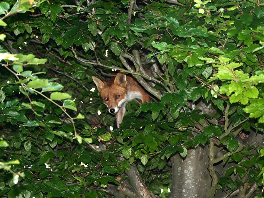 Anomalous Observational Phenomena The Fox In The Tree