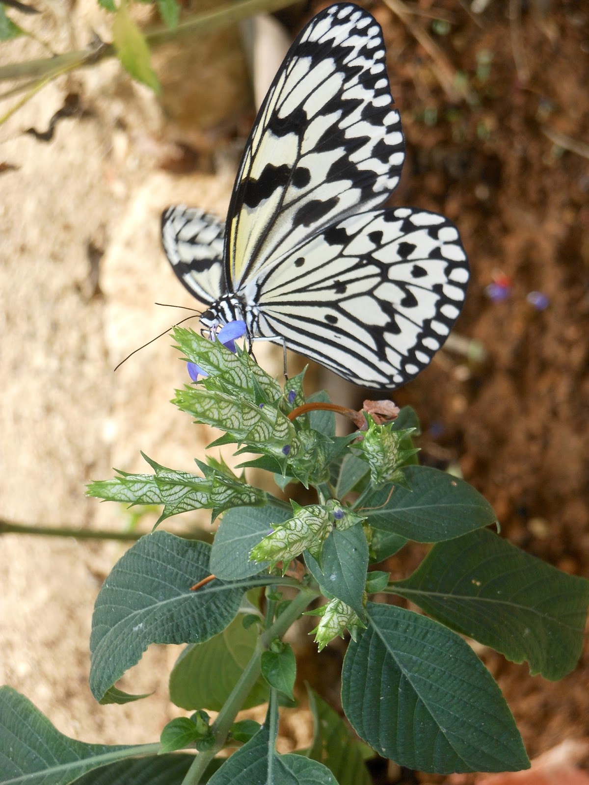Hokkaido Kudasai Peace Park Butterfly Garden, Okinawa