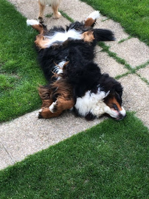 Dog Behaviour And Body Languages: What Is My Dog Trying To Tell Me? Funny Dog Sleeping