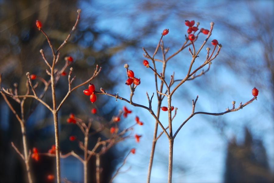Our native dogwood tree, Cornus florida, with its berries in the low, winter sunlight.
