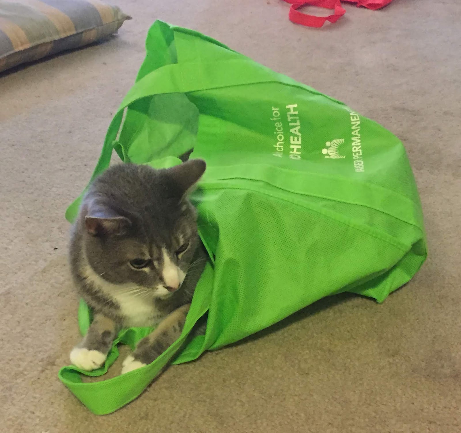 Jason's View from DC Cat in a Bag!