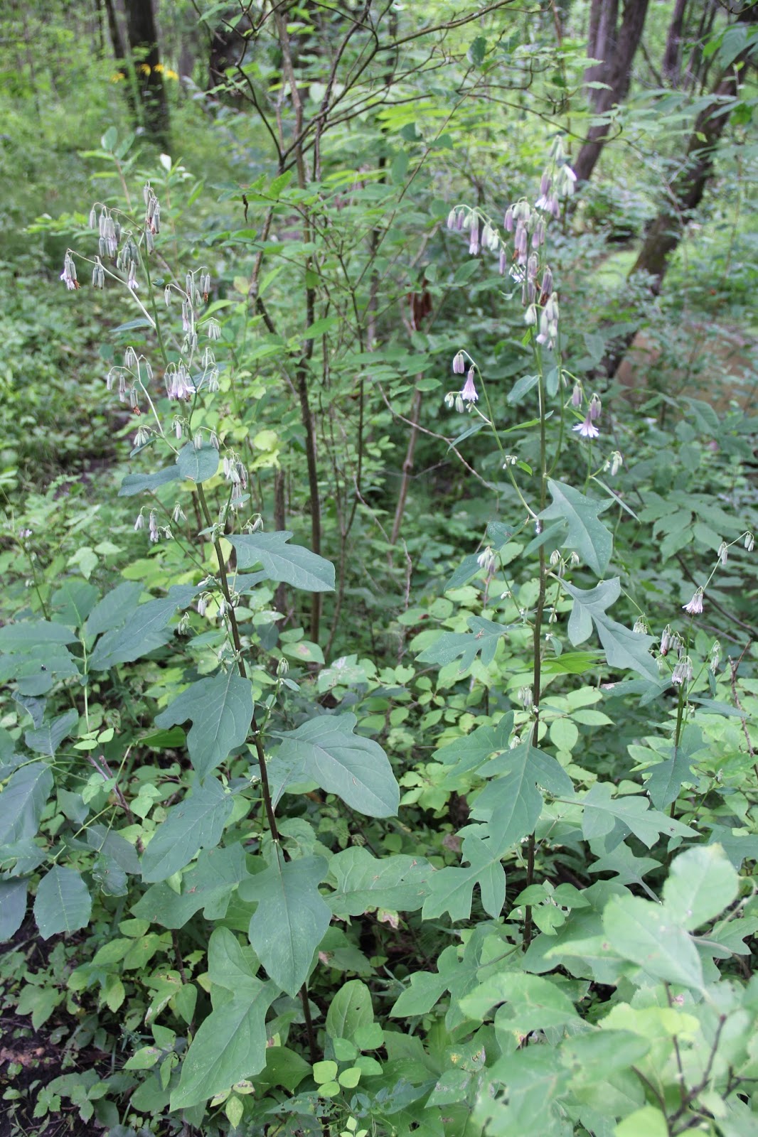 Isabella Conservation District Environmental Education Program