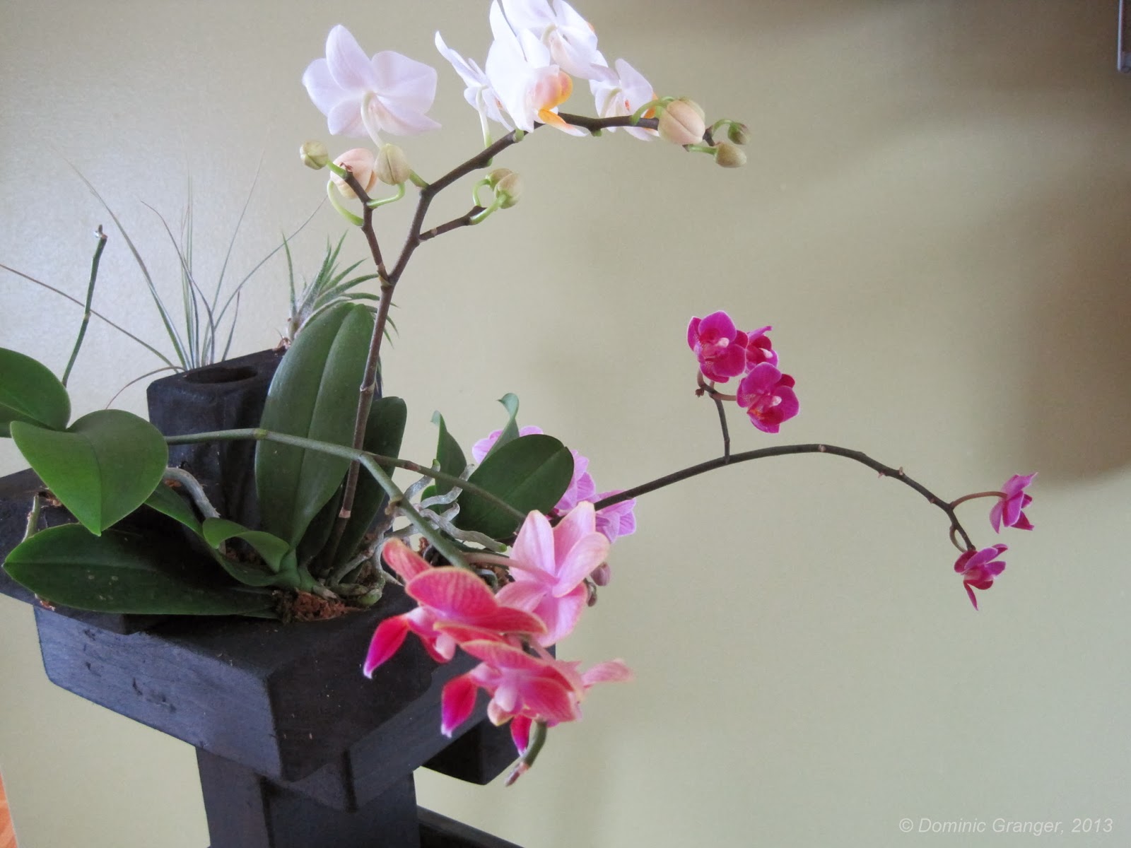 naturaliste Arbre à orchidées