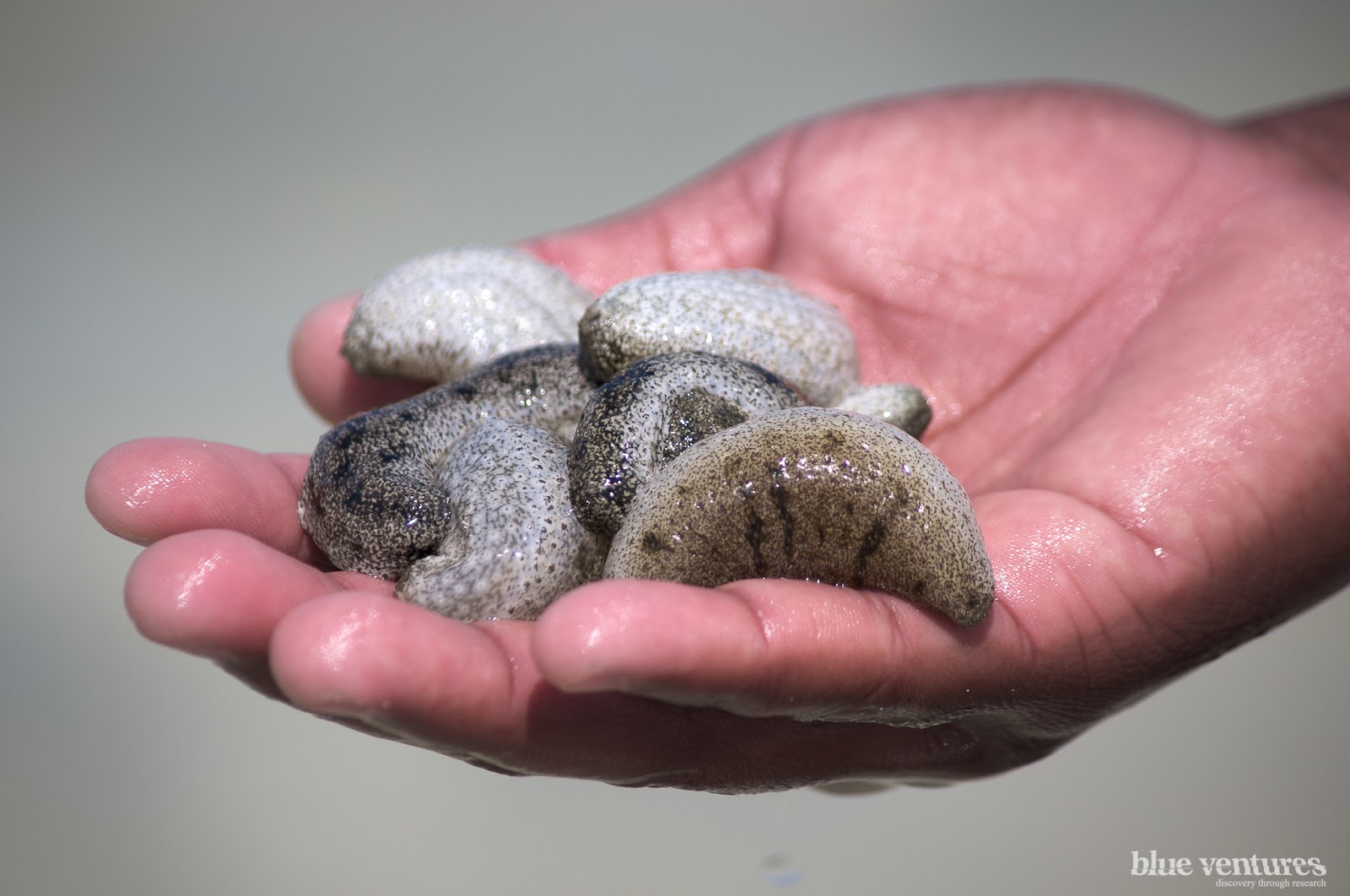 Manfaat Sea Cucumber Jelly Untuk Kesehatan Jelly Gamat Gold G Plus