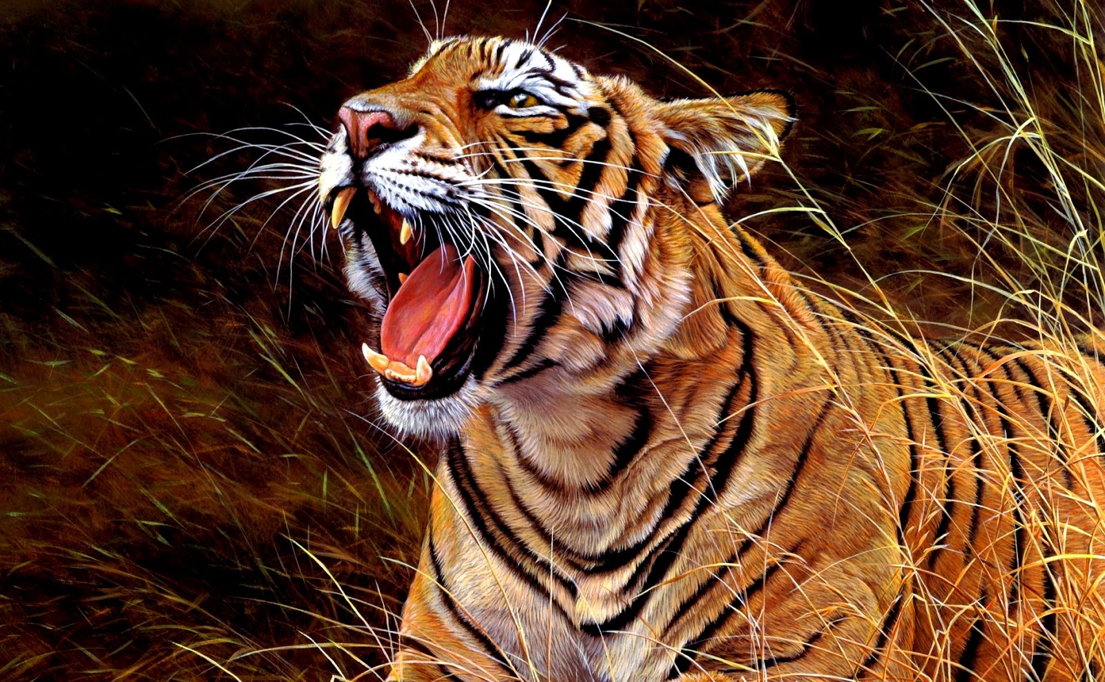 Gambar Harimau  Terbaru Kumpulan Gambar