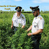 Operazione “Viridis Pratum”, la Guardia di Finanza sequestra vasta piantagione di marijuana a Trinitapoli. VIDEO