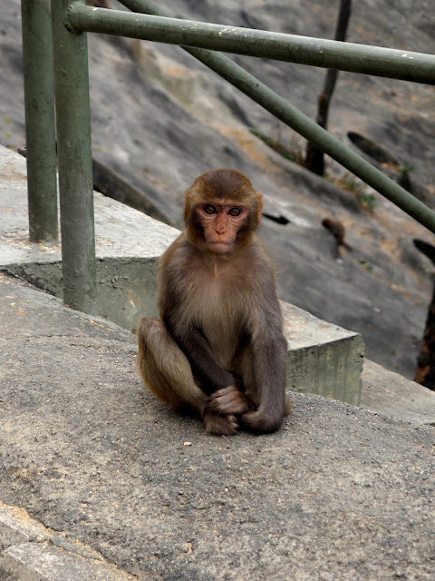 Baby monkey on the roadside at Monkey Mountain hike, New Territories, Hong Kong