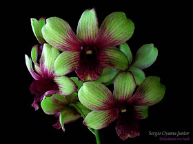 Orquídeas no Apê: Orquídea Verde