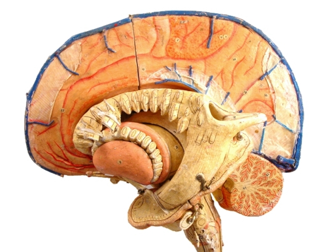 Brain Jack Image: Anatomical Brain Model