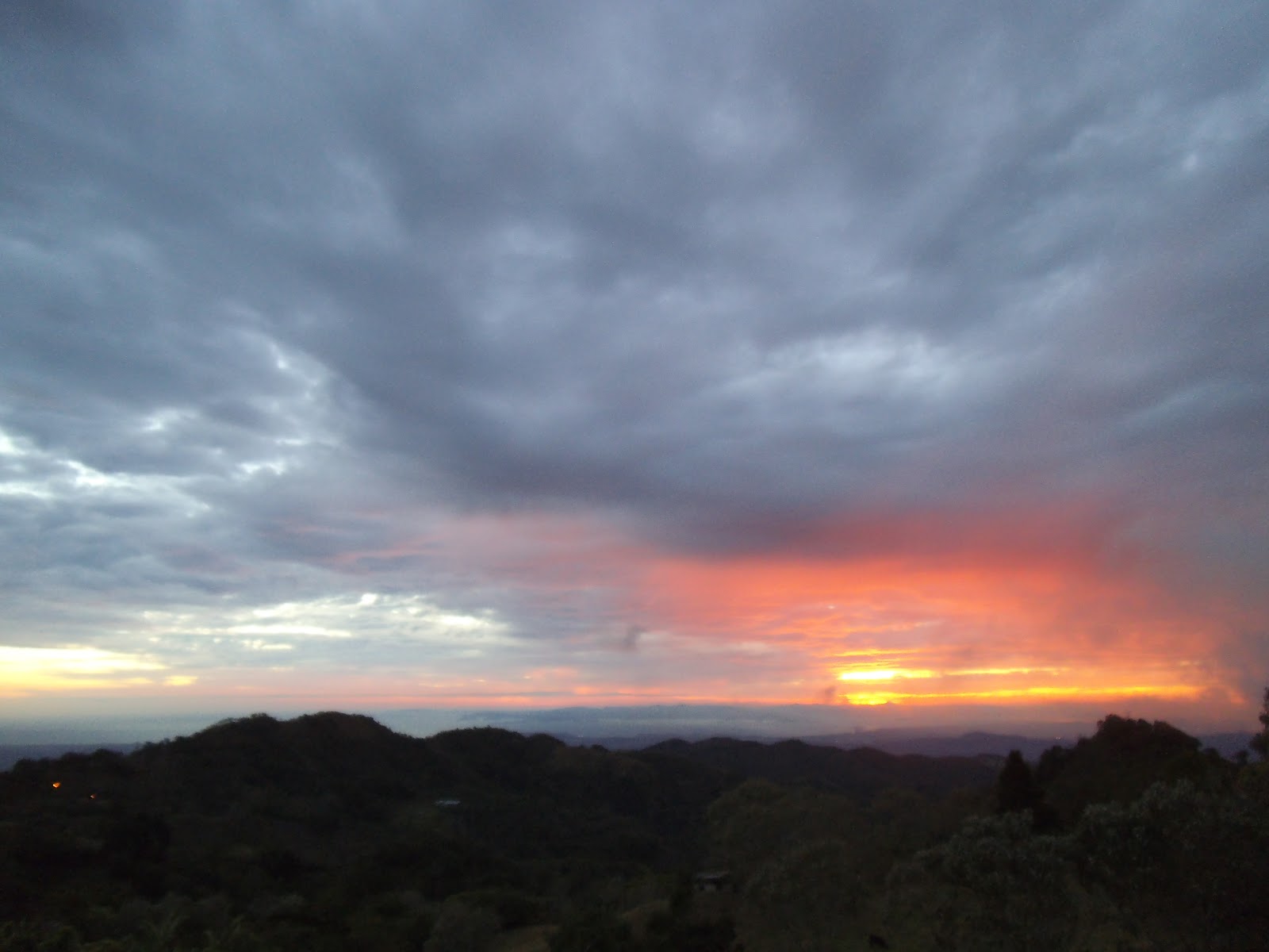 Costa Rica Rose Cows and Day 1 of the Backhoe!