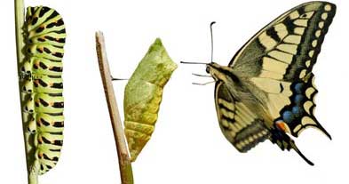 A metamorfose da borboleta bem que poderia acontecer com todos nós que seguimos o Senhor.