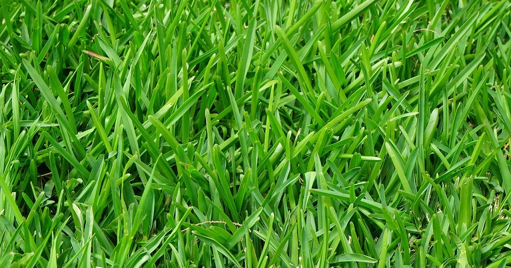 Jardines Que Me Gustan: Como mantener el césped en perfecto estado en