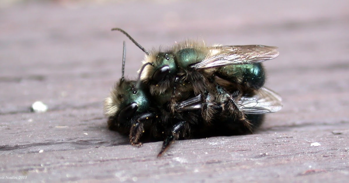 Gratuit Citation Abeilles Albert Einstein CiteWesite