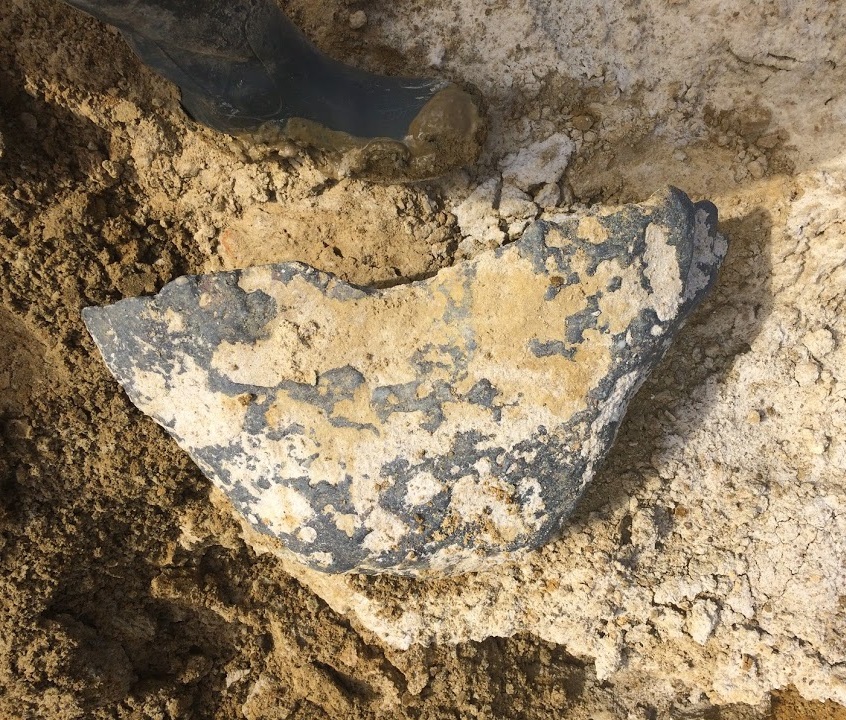 The Coastal Paleontologist The Ashley Phosphate Beds the