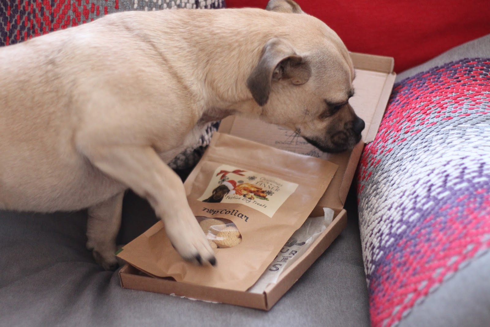 Top Collar Postal treats for your pups Oh Gosh Blog Em