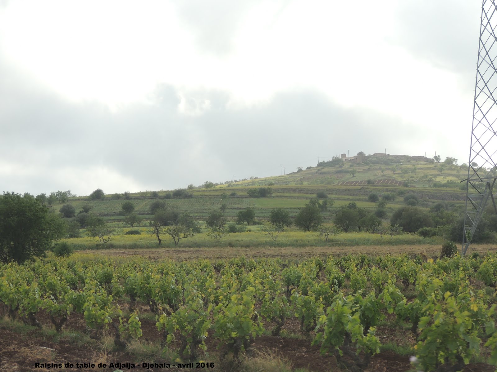 Adjaija - commune djebala - w de Tlemcen