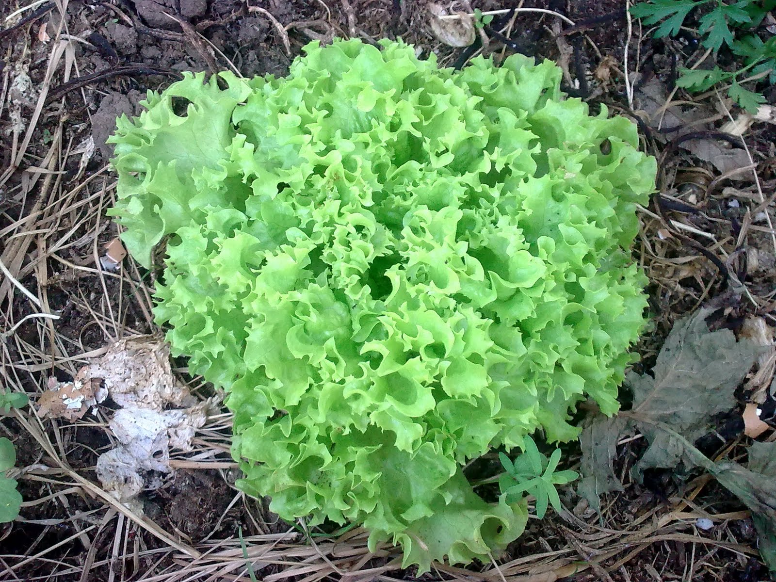companion planting organic gardening Lively Lettuce