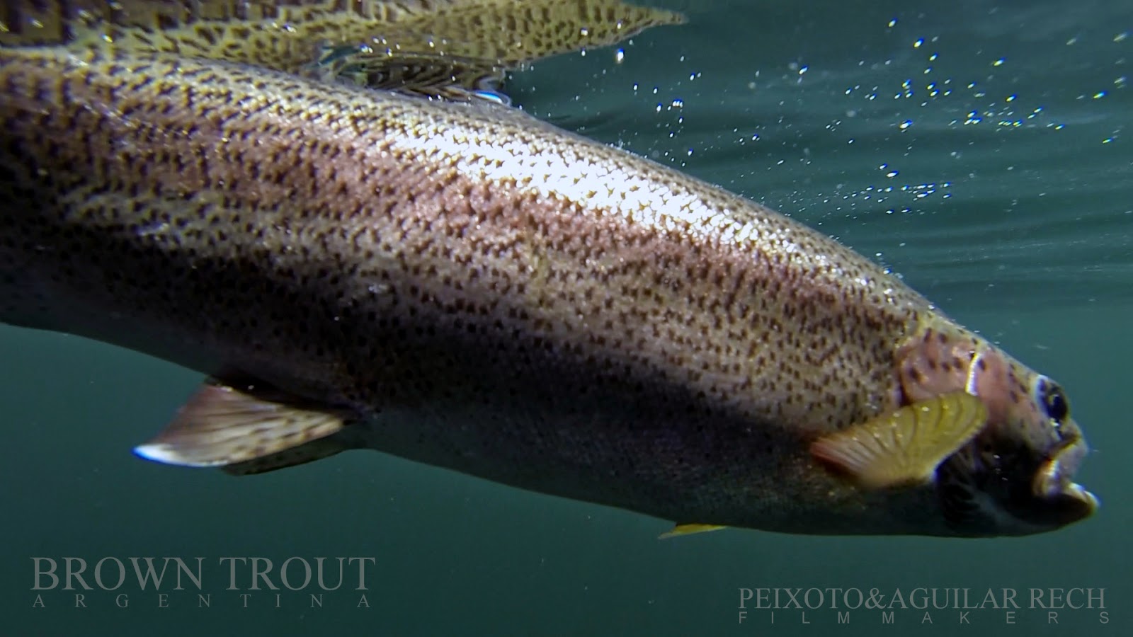 http://browntroutargentina.blogspot.com.ar/2015/05/queni-trouts-fighters.html