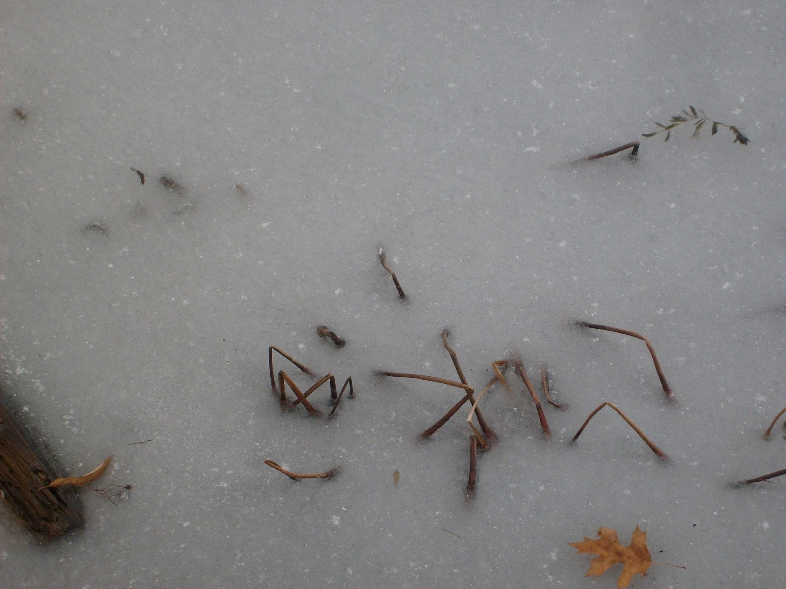 GUIDED VERMONT ICE FISHING TRIPS