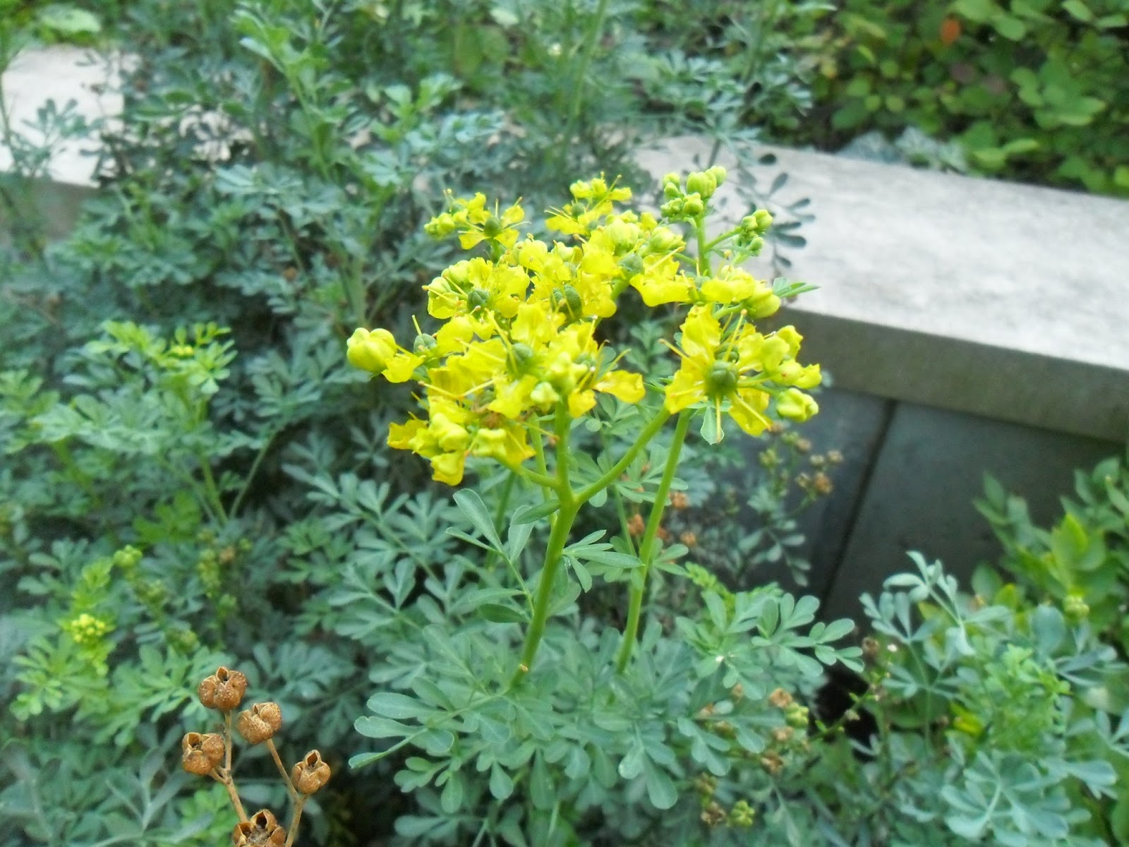 Backyard Patch Herbal Blog Rue Herb of the Week