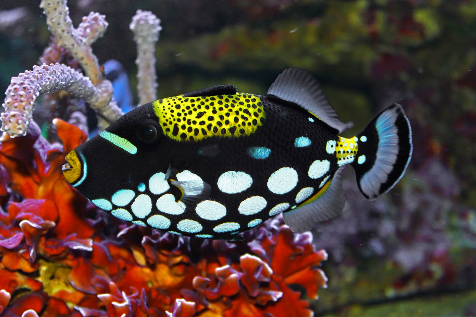 Blok888: Top 10 Most Beautiful Saltwater Fishes in the world