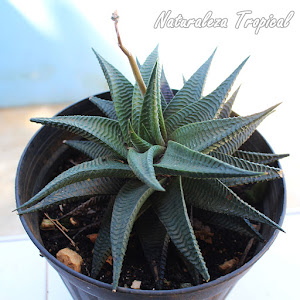 Fotografía de la planta Haworthia limifolia en proceso de floración