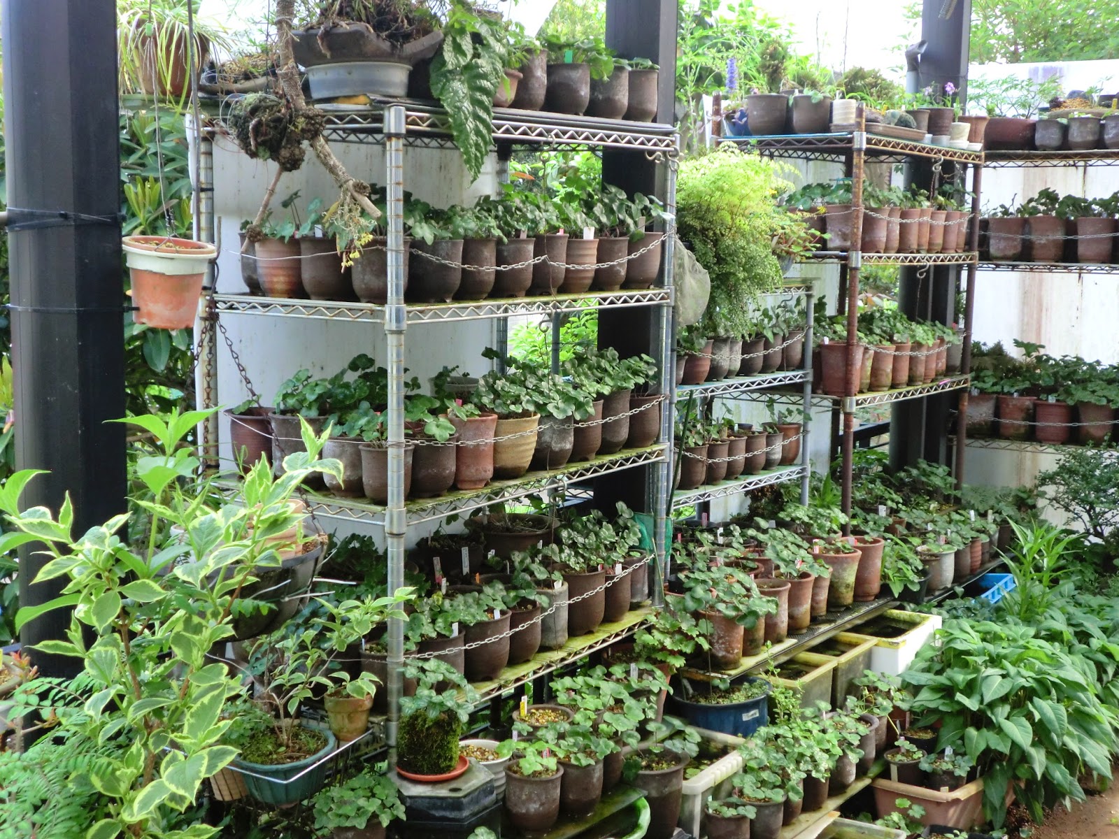 山野草栽培棚と家の廻り、、、。鮎の友釣り! チーム舞のレポート