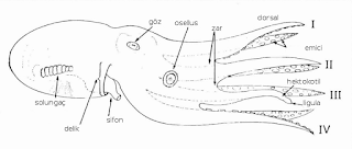 Solungaç, delik, sifon, göz, osellus (basit göz), zar, dorsal, emici, hektokotil, ligula özelliklerini gösteren ahtapotun yandan diyagramı