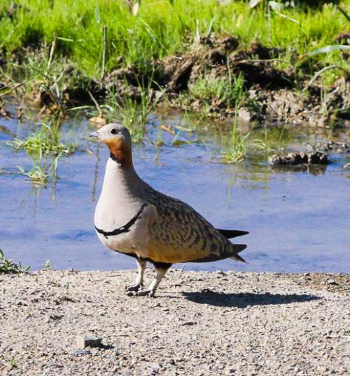 Birds of India - Image of Black-bellied sandgrouse - Pterocles orientalis