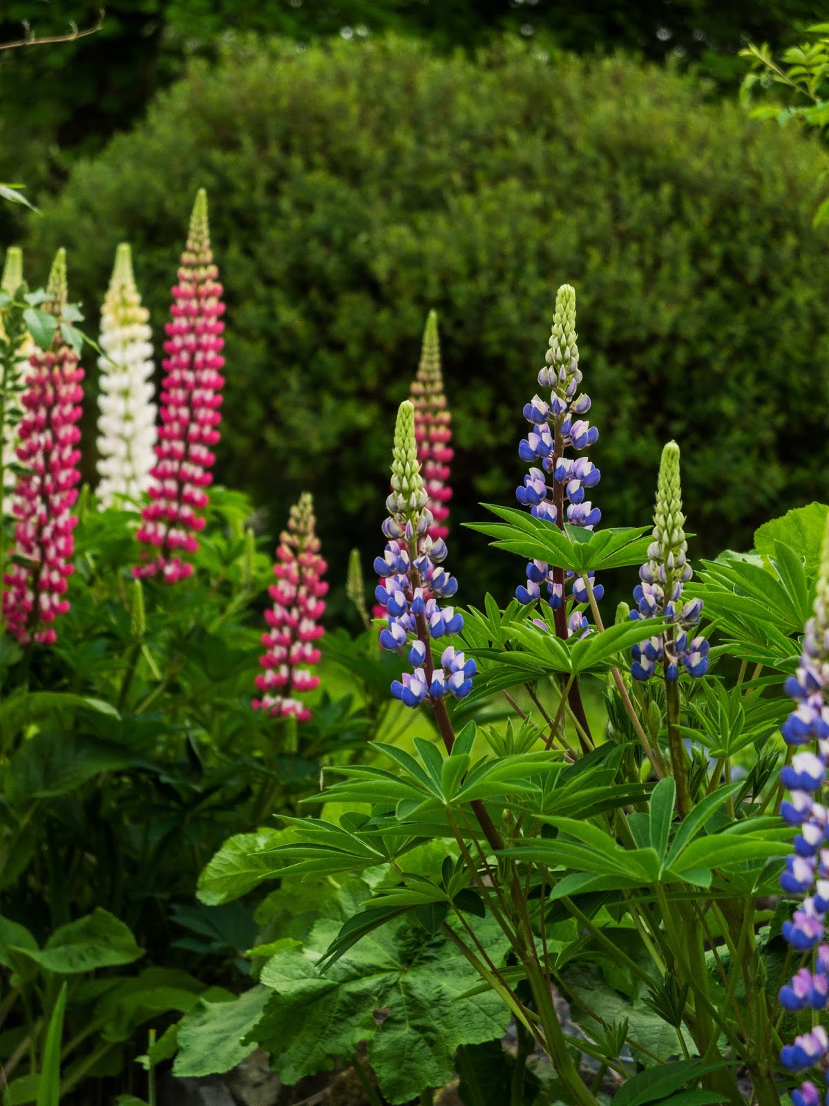 White, pink and blue lupin flowers.