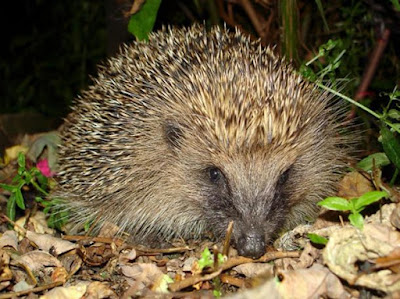 Вярвания за таралежа European-hedgehog