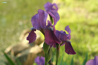 Iris Germanica