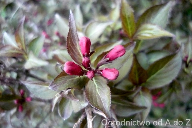 Krzewuszka Weigela