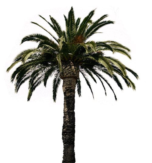 Palm Tree PSD | Designer Campus