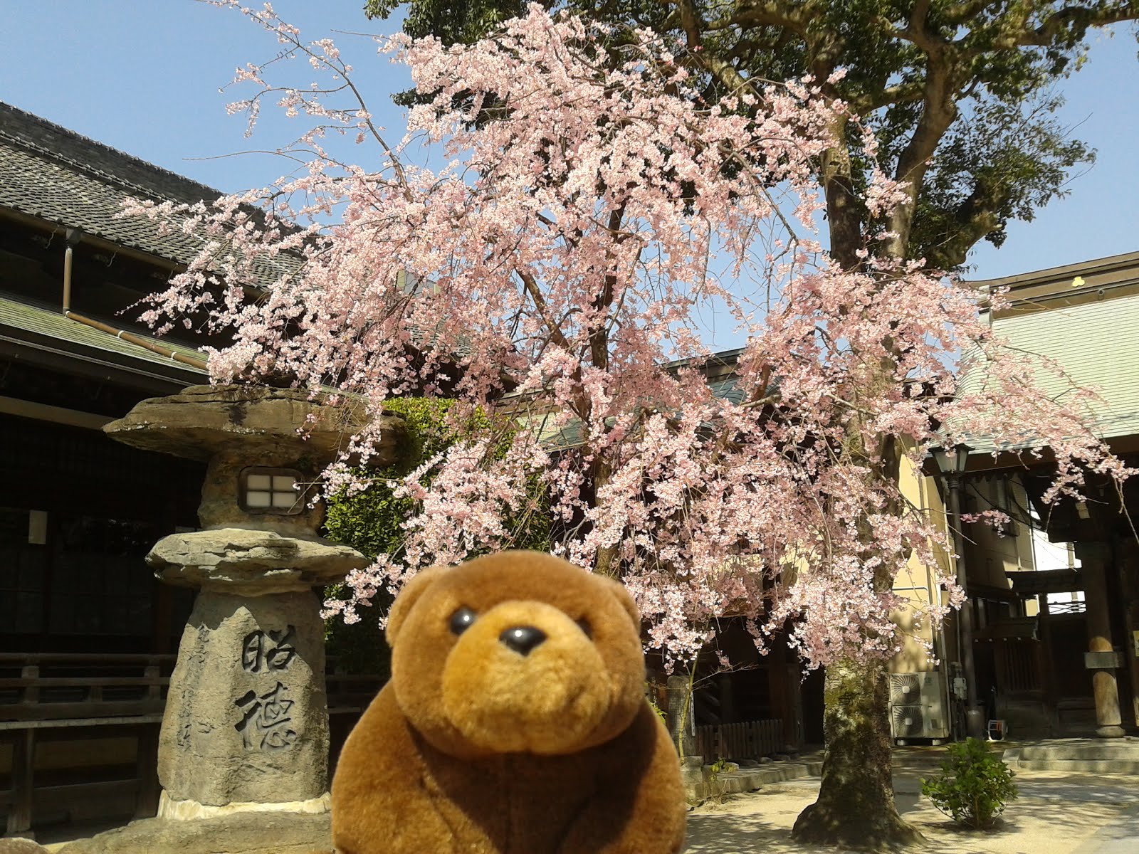 Teddy in Kushida Shrine, Fukuoka, Japan