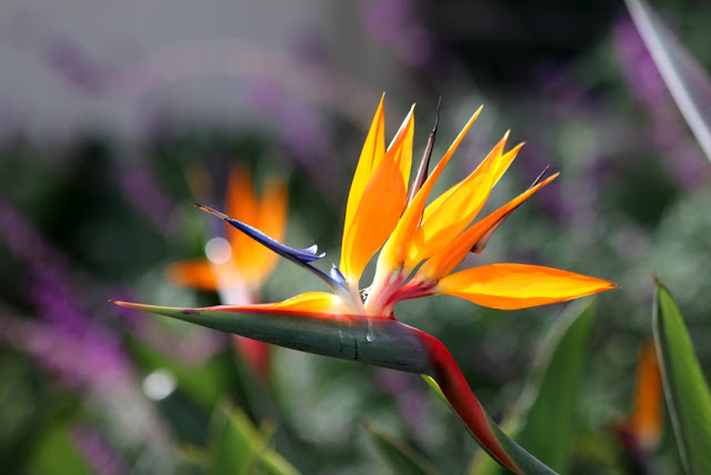 A photo, A thought............: Plant: Bird-of-paradise....