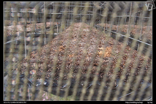 2013-03-23 梅峰農場 春之饗宴 台大森林實驗林_有些不開放的，應該還在培養當中！