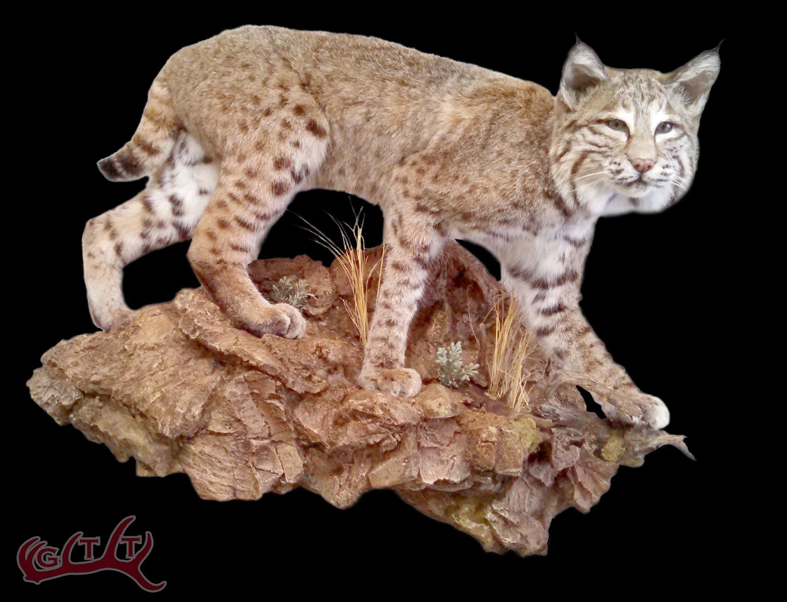 Game Trail Taxidermy