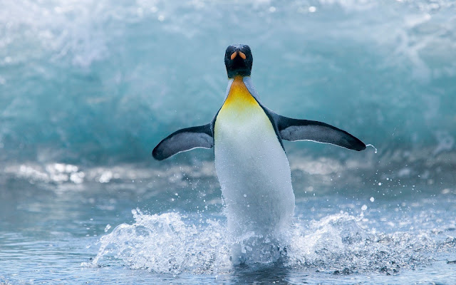 Beautiful close up photo of a penguin water skiing in the water