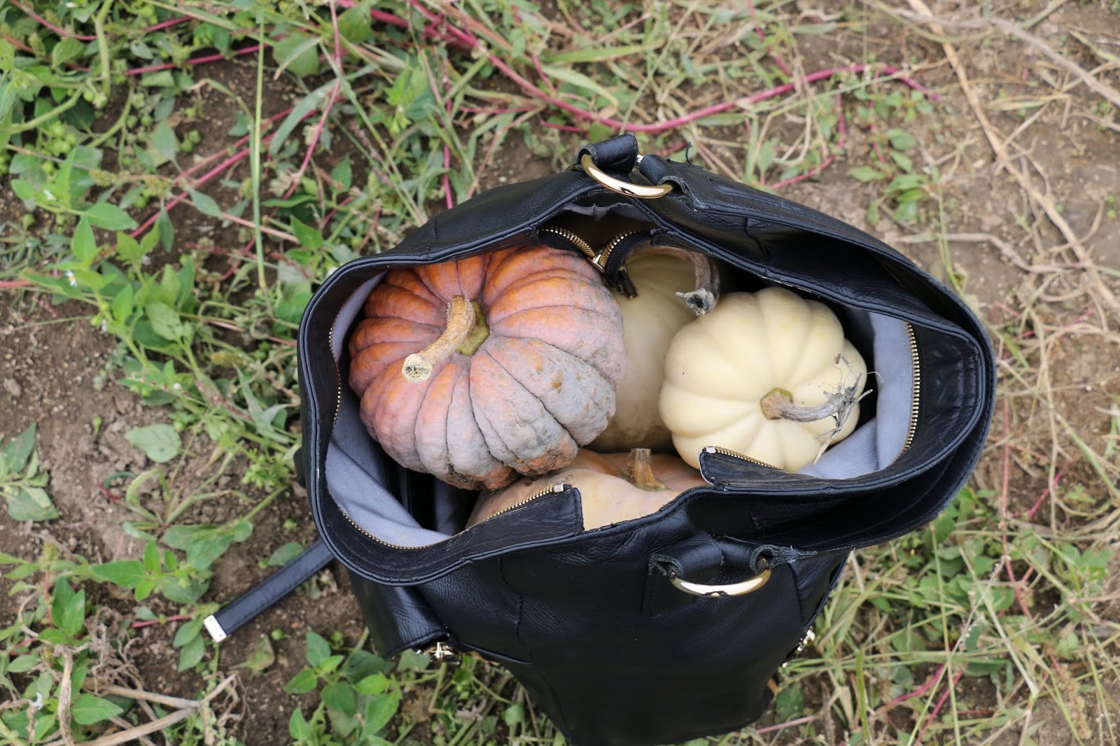 Activité d'automne à StJoseph du lac l'autocueillette de citrouilles