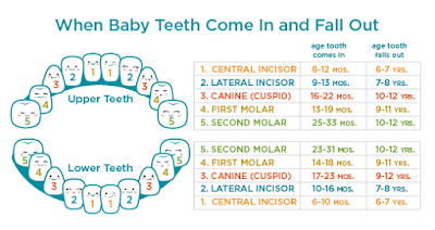 Baby Teeth Chart When To Fall Out